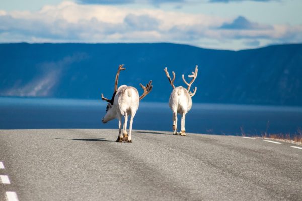 Rendieren die over een weg in Noorwegen lopen, met de zee in de verte