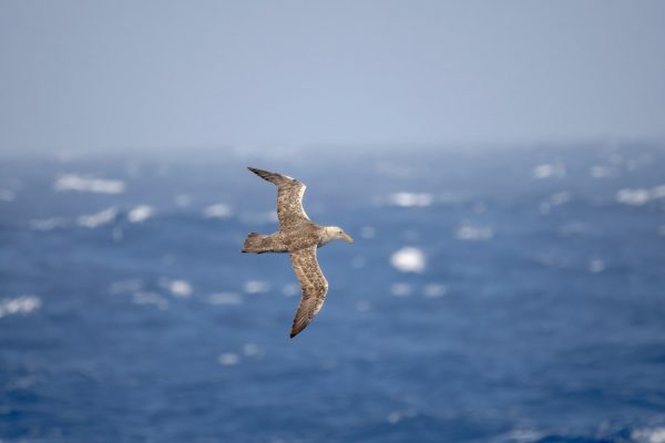Reuzenstormvogel Antarctica