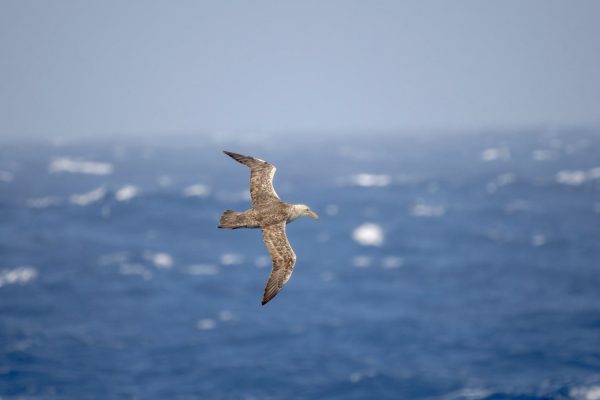 Reuzenstormvogel Antarctica