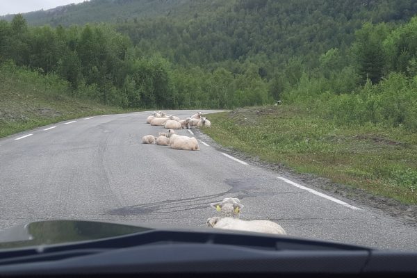 Schapen op de weg in Helgeland Noorwegen