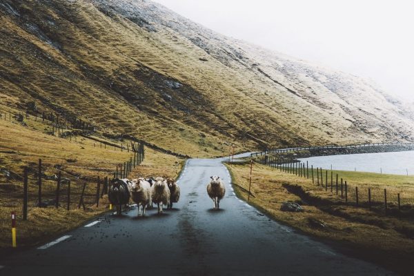 Schapen op de weg naast besneeuwde bergen, Faeröer eilanden