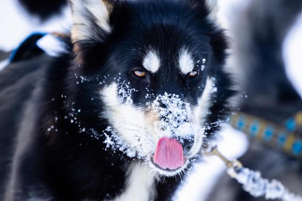 Husky met sneeuw op zijn snuit Nordic Lapland