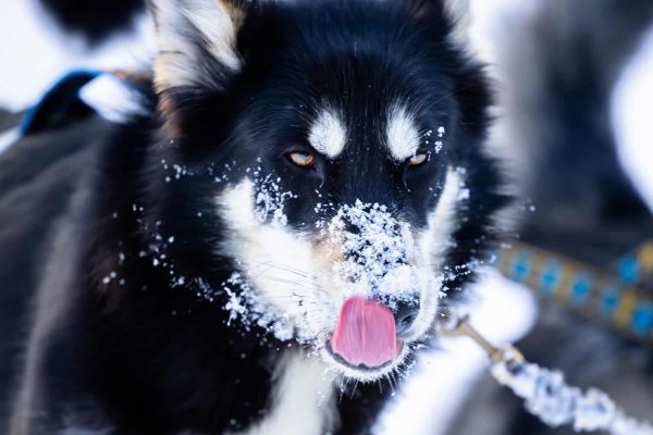 Husky met sneeuw op zijn snuit Nordic Lapland