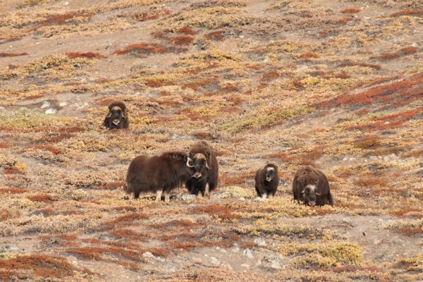 Muskusossen op Groenland