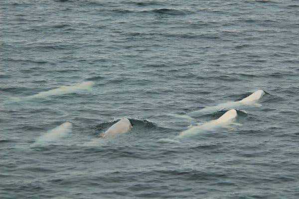 hagen.held@kaboina.de