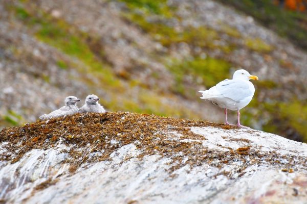 De 'Grote Burgemeester' zeemeeuw met jong op Spitsbergen in augustus