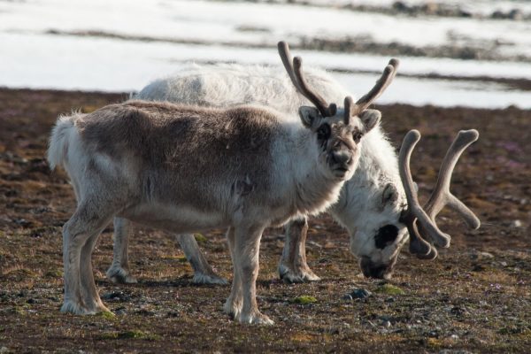 Rendieren op Spitsbergen