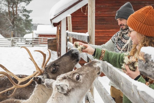 Rendieren voeren nabij Torassieppi