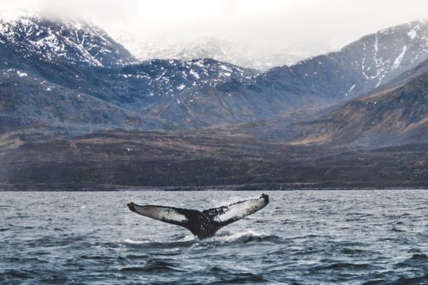 Walvisstaart uit water bij Tromsø