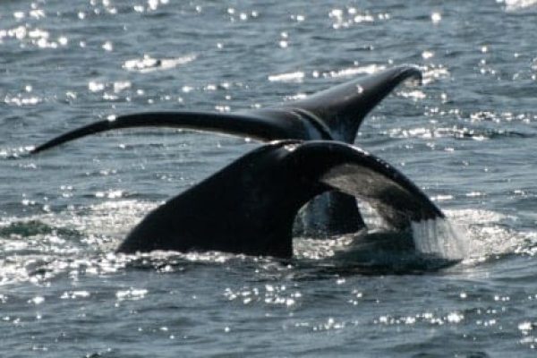 Walvisstaart in open water bij Groenland