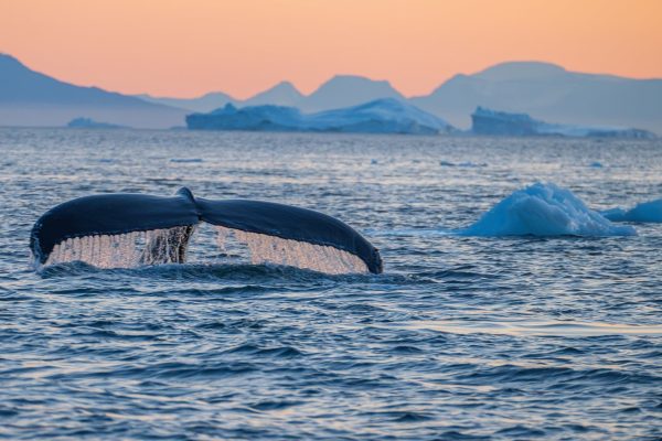 Zicht op Diskobaai in Groenland met walvisstaat