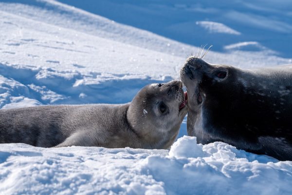 Weddellzeehond met pup in sneeuw Antarctica