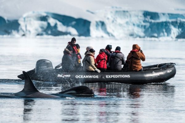 Zodiac cruise Orka's Antarctica