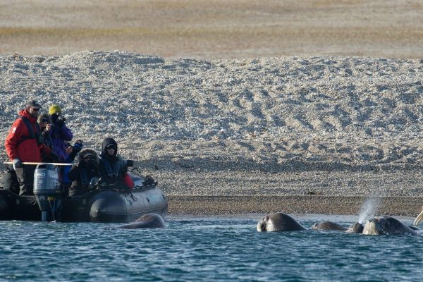 Spitsbergen, met zodiac van boord zicht op walrussen