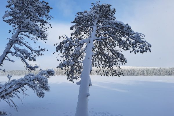 Besneeuwde bomen bij meer Fins Lapland