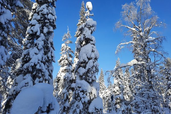 Besneeuwde bomen met blauwe lucht in Lapland
