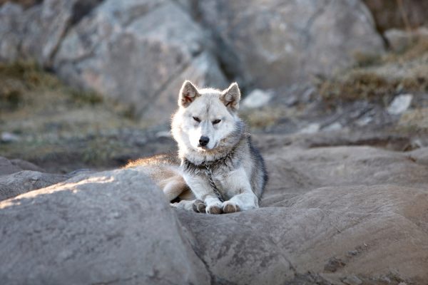 Sledehond in Ilulissat, Groenland