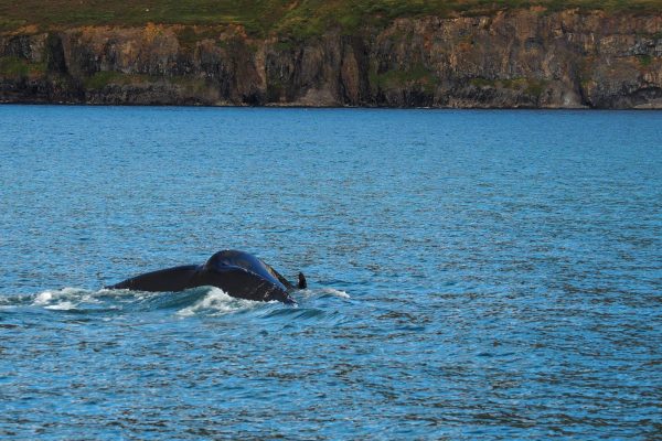 Walvisstaart met zee en bergen op IJsland