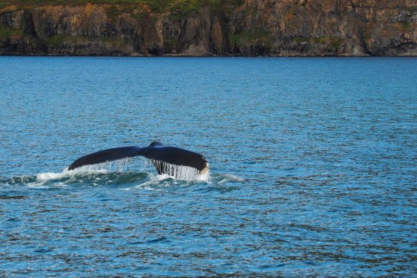 Hauganes walvisexcursie walvisstaart IJsland