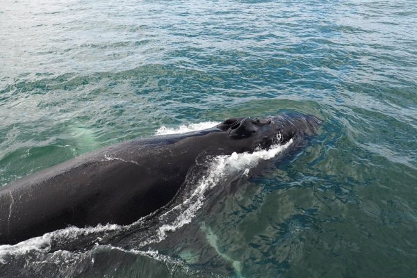 Bultrug walvis van dichtbij op IJsland