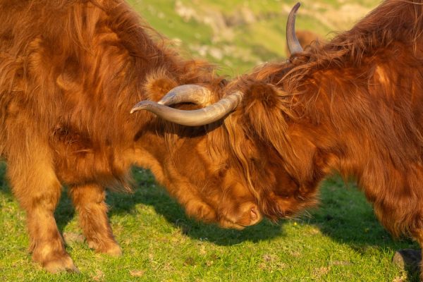 Hooglanders kruisen de horens op Streymoy op de Faeröer eilanden