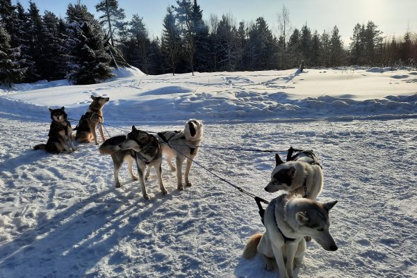 Husky's tijdens rustpauze hondensledetocht in besneeuwd bos Fins Lapland