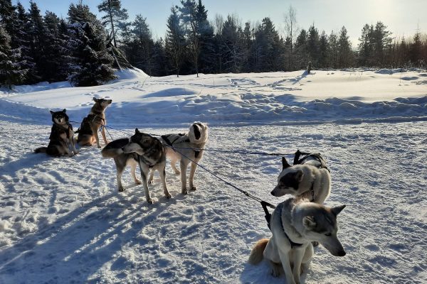 Husky's tijdens rustpauze hondensledetocht in besneeuwd bos Fins Lapland