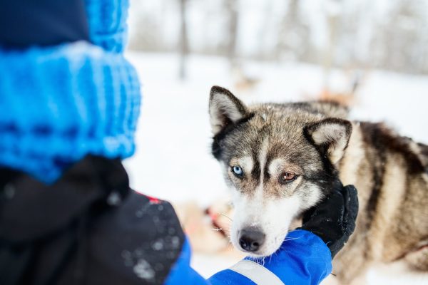 Husky krijgt een knuffel in Fins Lapland.