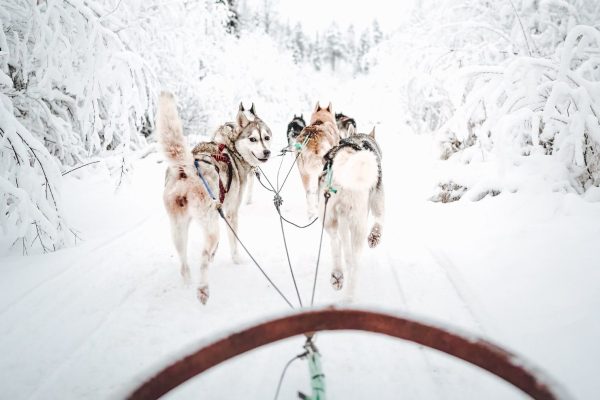 Husky kijkt om tijdens hondesledetocht in besneeuwd bos in Fins Lapland
