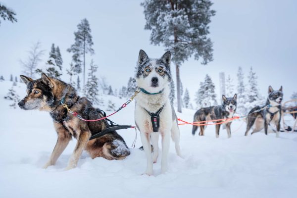 Husky's houden pauze in de sneeuw tijdens huskysafari