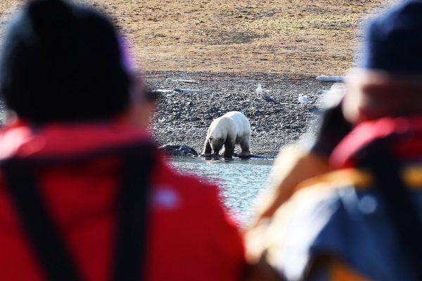 Mensen kijken vanaf schip naar drinkende ijsbeer op Spitsbergen