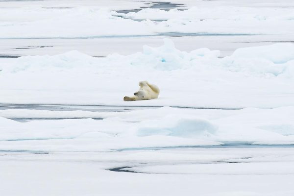 IJsbeer liggend op het ijs in Spitsbergen