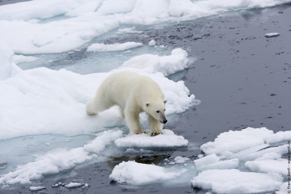 IJsbeer springt tussen ijsschotsen op Spitsbergen