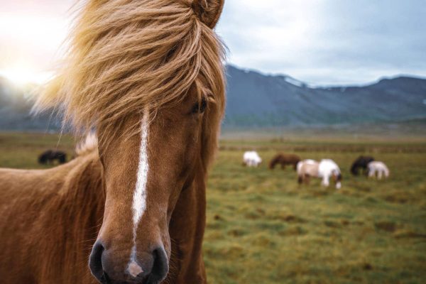 C;ose-up IJslands paard op IJsland