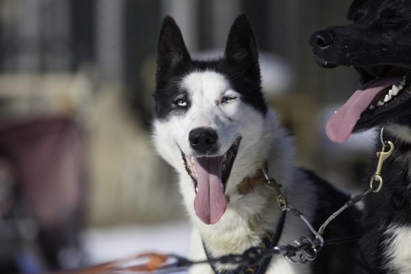 Husky met tong uit de bek in Lapland