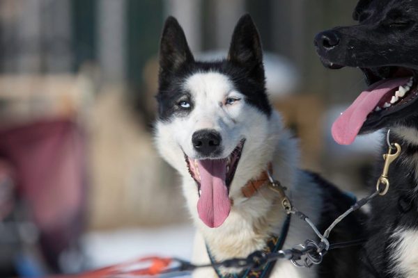 Husky met tong uit de bek in Lapland