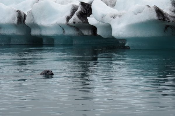 Zeehond zwemt in ijsbergenmeer Jokulsarlon