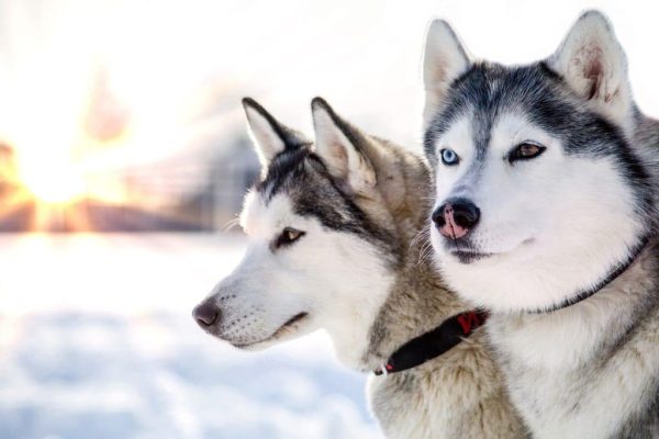Twee Siberische husky koppen