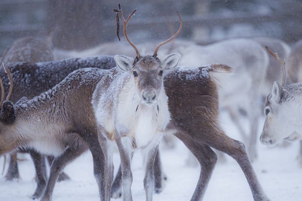 Rendieren in de sneeuw in Fins Lapland