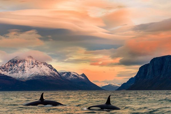 Twee orka's in een fjord bij zonsondergang