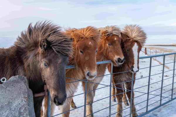 IJslandse paarden in de winter
