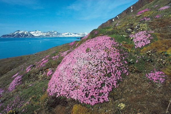 Paarse bloemen op Spitsbergen met water en rotsformaties op de achtergrond