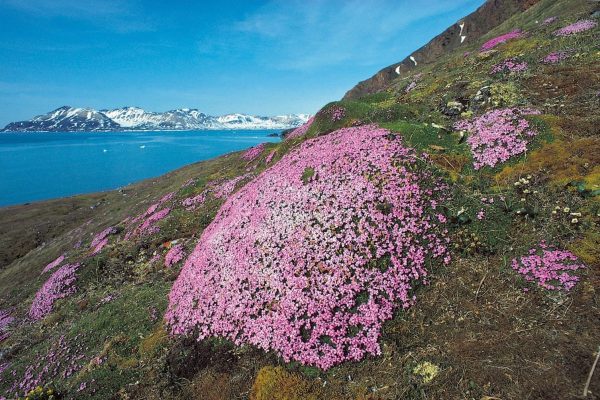 Paarse bloemen op Spitsbergen met water en rotsformaties op de achtergrond