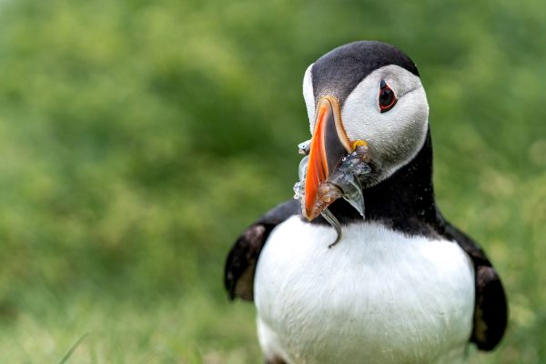 Papegaaiduiker met gevangen visjes op de Faeröer eilanden
