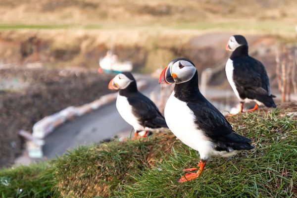 papegaaiduikers-ijsland-in-het-gras