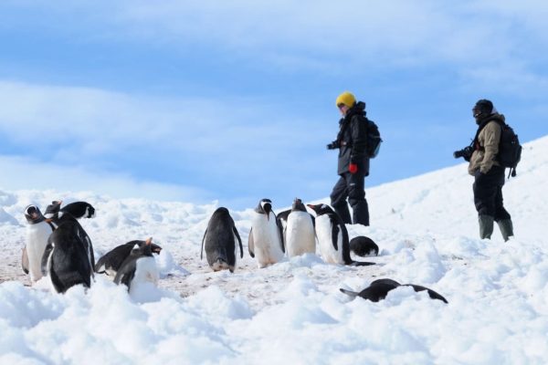 Tussen pinguins wandelen op Antarctica.