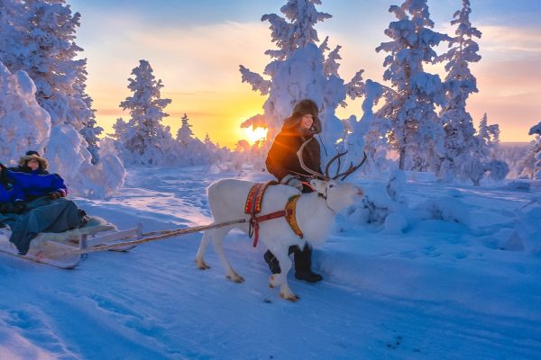 Slede rijden met rendier nabij Star Arctic hotel