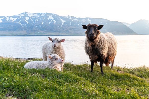 Icelandic sheep with lambs grazing by the scenic fjord with snow-capped mountains in the background