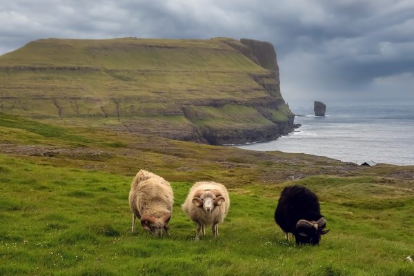 Grazende schapen aan de kust op de Faeröer eilanden