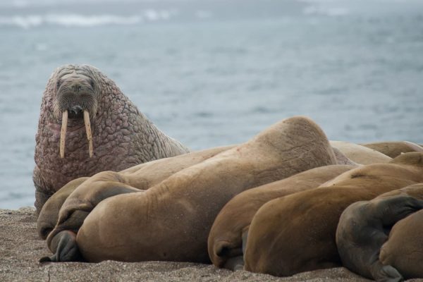Walrussen liggen op het land op Spitsbergen